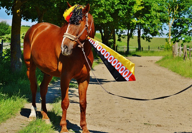 动员竞技的 动员竞技的